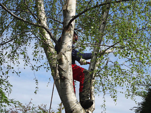 How Our Tree Care Process Works  in  Aspinwall, PA